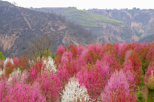 桃花沟