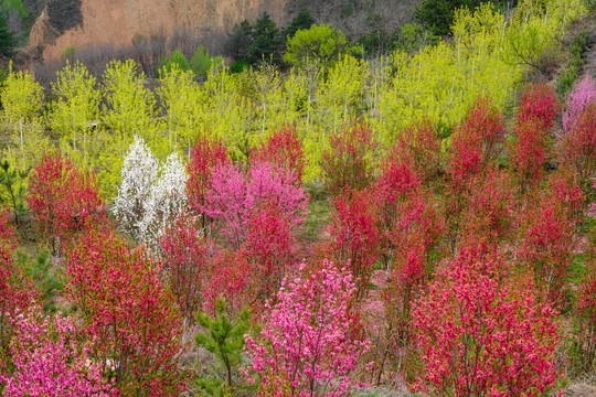 桃花林