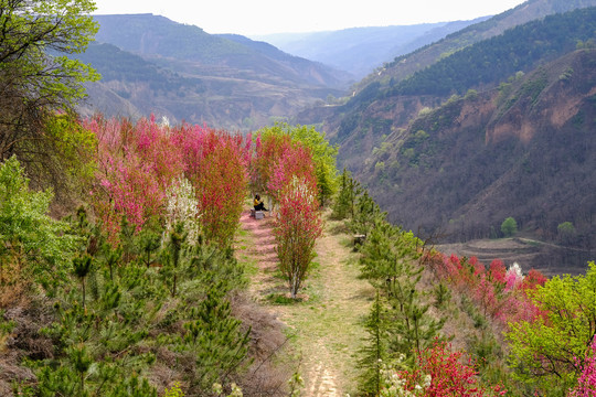 桃花林桃花沟