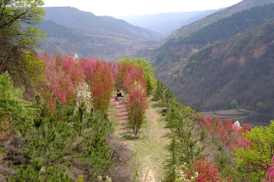 桃花林桃花沟