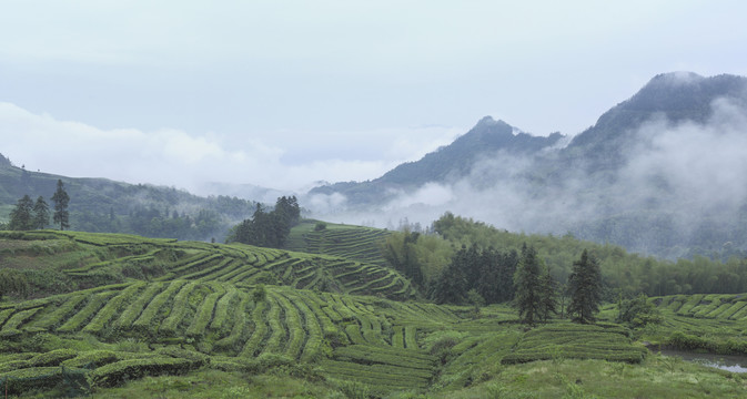 水墨茶山云雾缭绕