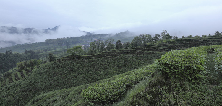 水墨茶山云雾缭绕