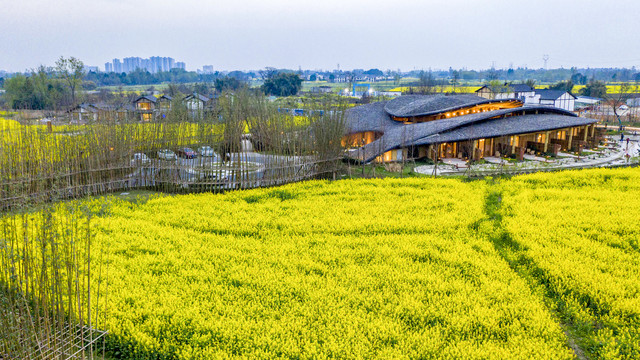 油菜花