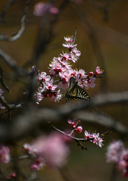 蝶恋花