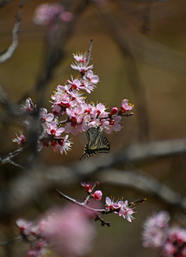 蝶恋花