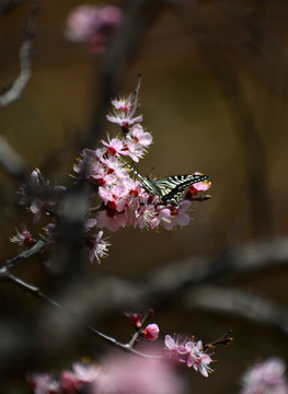 蝶恋花