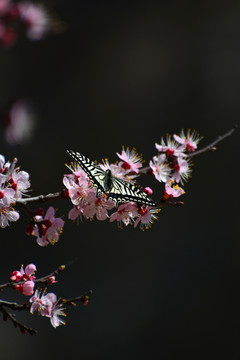 蝶恋花