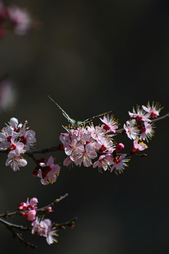 蝶恋花