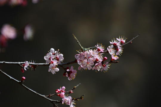 蝶恋花