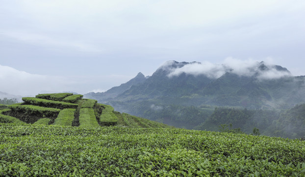 云雾缭绕水墨茶山自然风光