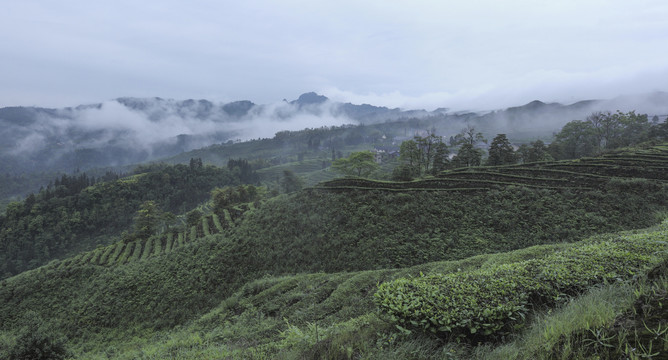 云雾缭绕蜿蜒茶山