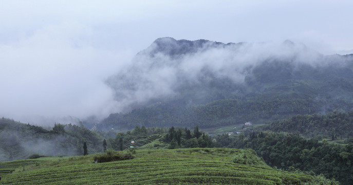 宜宾珙县鹿鸣茶场水墨茶山