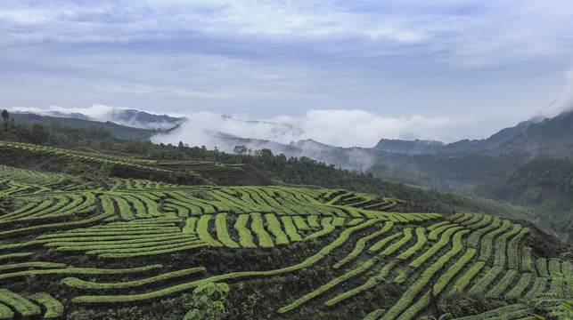 宜宾珙县鹿鸣茶场水墨茶山