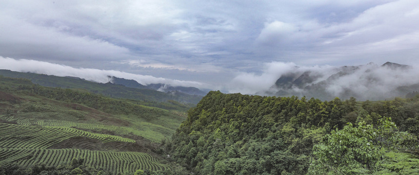 云雾缭绕茶山风光