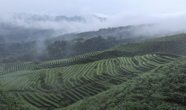 云雾缭绕水墨茶山