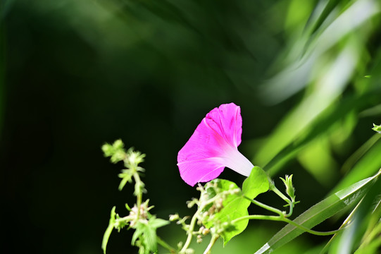 花卉