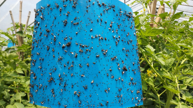 蓝色粘虫板
