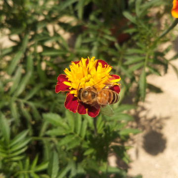 蜜蜂与孔雀草