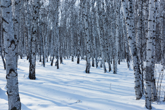 冬季光影白桦林