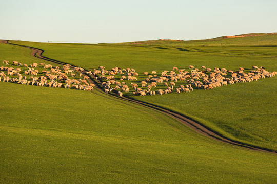 羊群草原夕阳