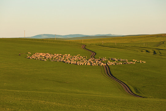 草原羊群和路