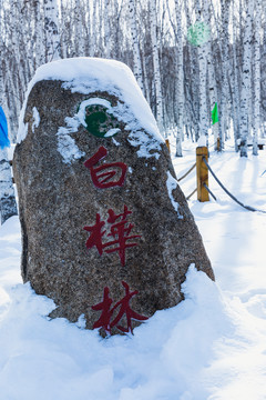 白桦林景区