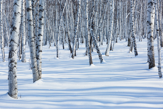 光影雪原白桦树林