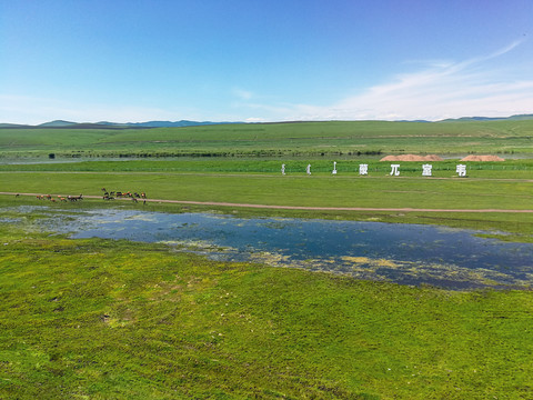 夏季草原牧场湿地马群