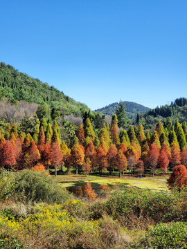 昆明三家村水库水杉