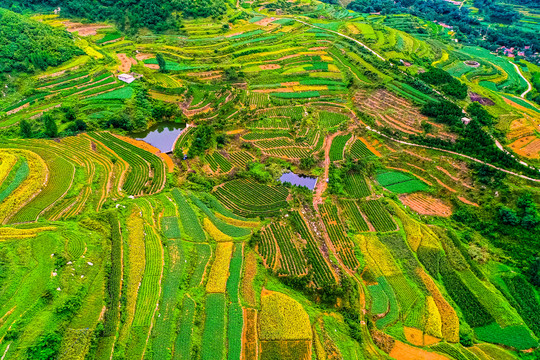 丘陵梯田