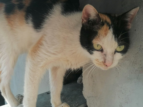 小猫