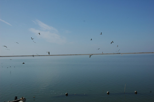 海鸥