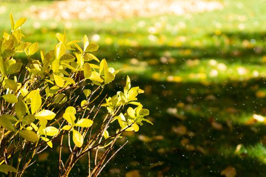 秋天黄色叶子与水滴