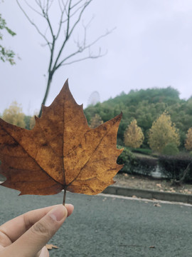 枯黄的枫叶