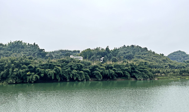 竹海风景