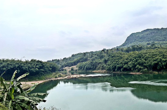 竹海风景