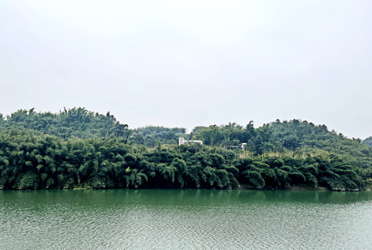 竹海风景