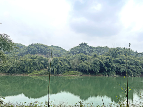 竹海风景