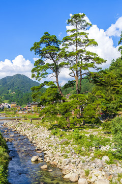 广西融水培秀村情侣松