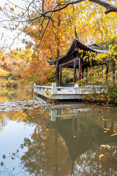 秋天中国南京栖霞山的枫林湖秋景