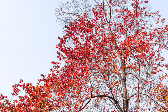 秋天中国南京栖霞山的红叶谷秋景