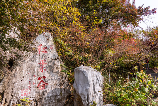 秋天中国南京栖霞山的红叶谷秋景