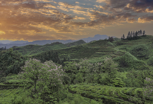 彩云蜿蜒茶山泡桐花茶山风光