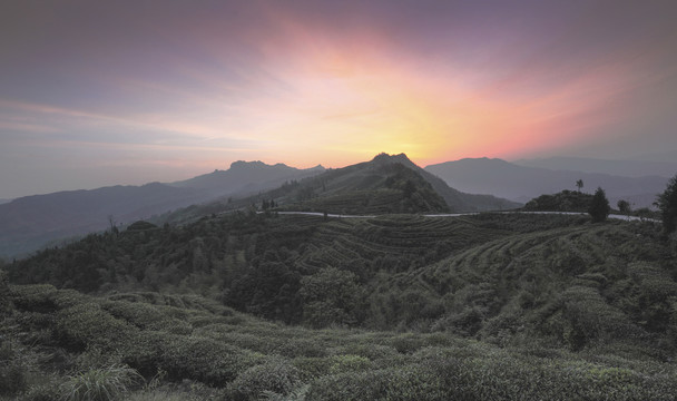 日出朝霞茶山风光