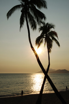 海南沙滩椰树