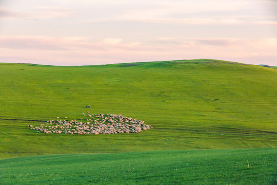 傍晚草原羊群牧场