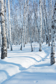 冬季白桦林雪地小路