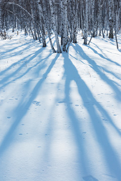 雪地白桦树影子