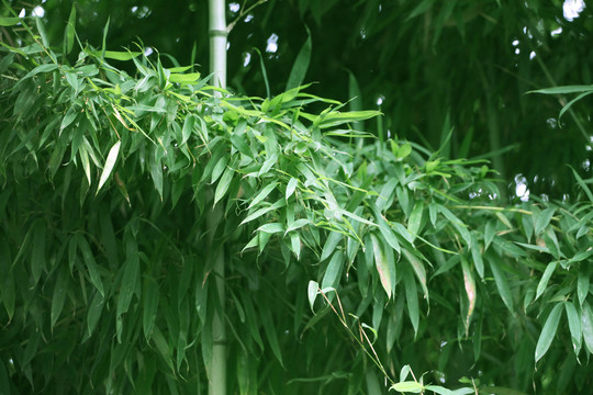 竹子