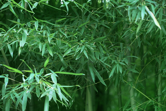 竹林